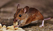 24 Hour & Emergency Exterminators in Dauphin Isl, AL